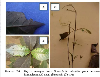 Gambar 2.4  Gejala serangan larva Doleschallia bisaltide pada tanaman 