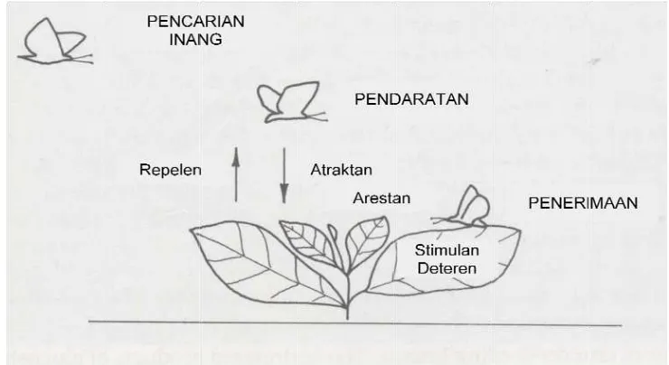 Gambar 2.5 G  Proses pene(Sumber: Renerimaan seranwick dan Cheangga terhadew 1994) dap tanaman inang  