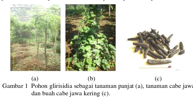 Gambar 1 Pohon glirisidia sebagai tanaman panjat (a), tanaman cabe jawa (b)