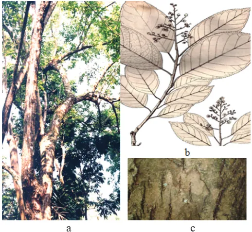 Gambar 1. Ki kendal (Ehretia acuminata R.Br.)a. Pohon, b. Daun dan bunga, c. Kulit pohon