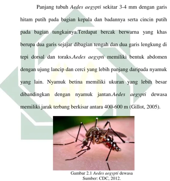 Gambar 2.1 Aedes aegypti dewasa  Sumber: CDC, 2012. 