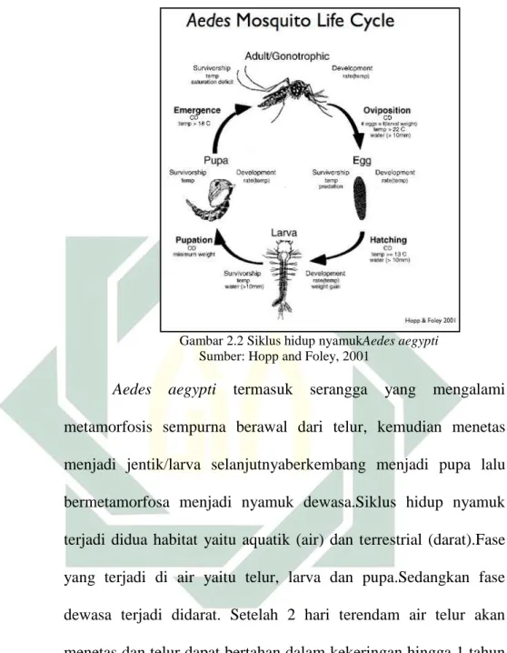 Gambar 2.2 Siklus hidup nyamukAedes aegypti  Sumber: Hopp and Foley, 2001 