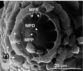 Gambar 2.4.Struktur penunjang micropyles telur Aedes aegypti.Keterangan: 