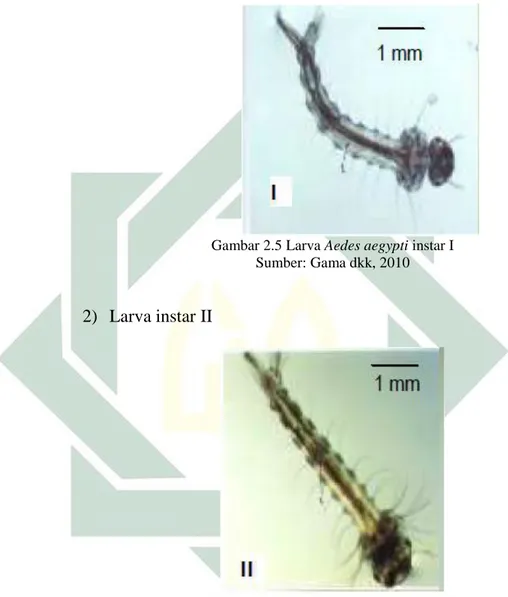 Gambar 2.5 Larva Aedes aegypti instar I  Sumber: Gama dkk, 2010