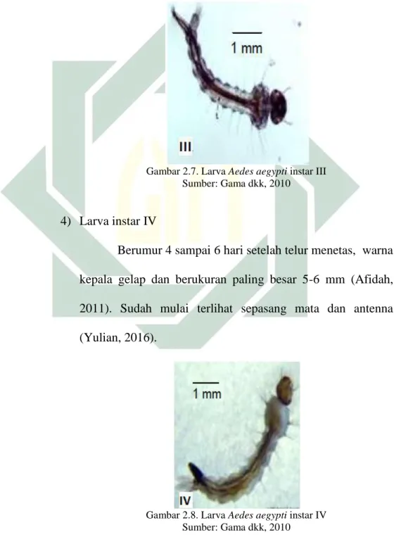 Gambar 2.7. Larva Aedes aegypti instar III  Sumber: Gama dkk, 2010