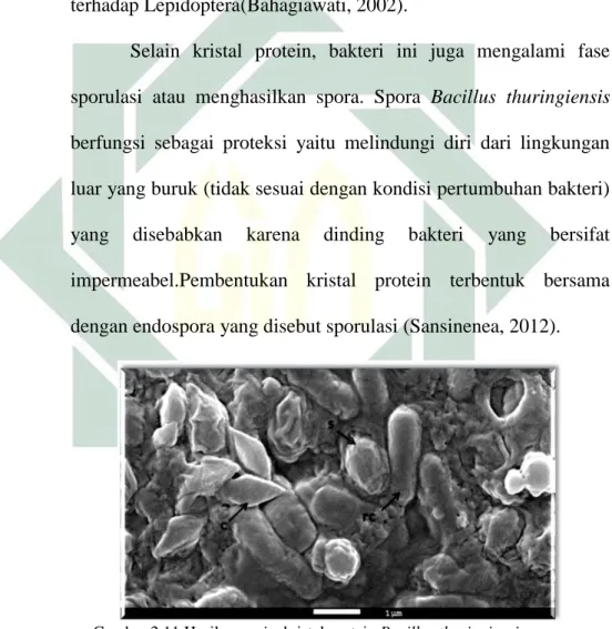 Gambar 2.11 Hasil scanningkristal protein Bacillus thuringiensis  Sumber: Yulian, 2016 