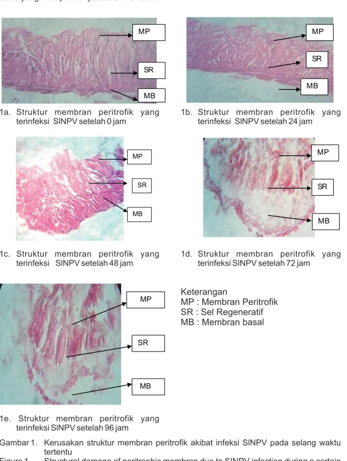 Gambar 1. Kerusakan  struktur  membran  peritrofik  akibat  infeksi  SlNPV  pada  selang  waktu  tertentu