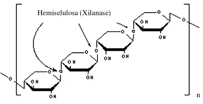 Gambar 3.  Struktur kimia hemiselulosa 