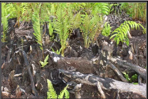 Gambar 2. Sisa-sisa akar yang tertinggal pada saat penyiapan lahan 