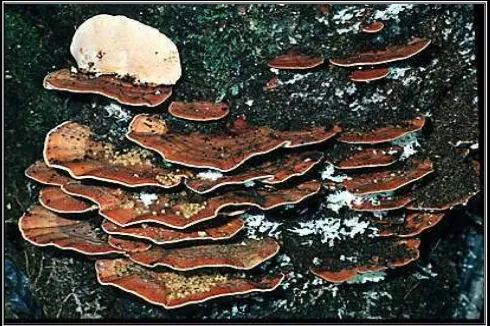 Gambar 4. Badan buah jamur akar putih (Ganoderma sp) 