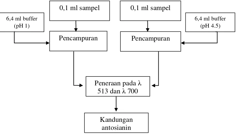 Gambar 7. Skema analisis antosianin (Sumber : Ramadiyanti et al., 2010)                                                                         