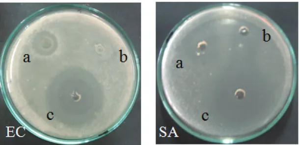 Gambar 2. Hasil uji ekstrak metanol kerang pisau pada bakteri E. coli dan bakteri S. aureus; a
