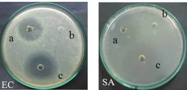 Gambar 4. Hasil uji ekstrak metanol kerang simping pada bakteri E. coli dan bakteri S