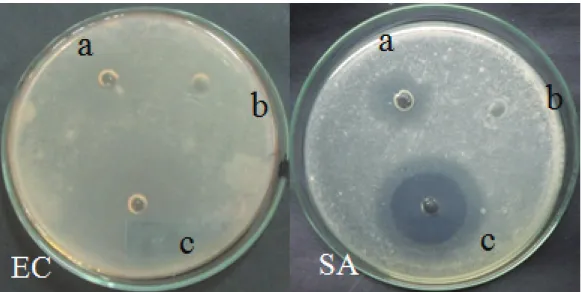 Gambar 5. Hasil uji ekstrak heksana kerang simping pada bakteri E. coli dan bakteri S