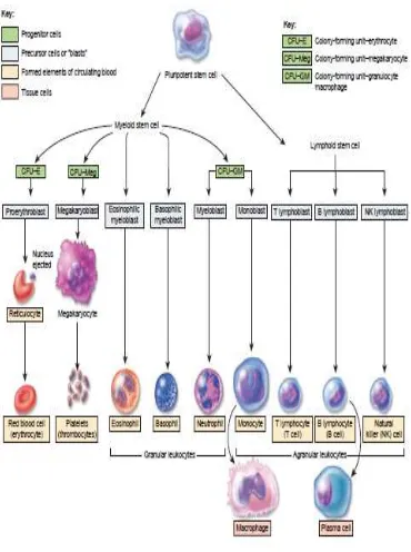 Gambar 2.3 Perkembangan sel darah (Tortora, 2009) 