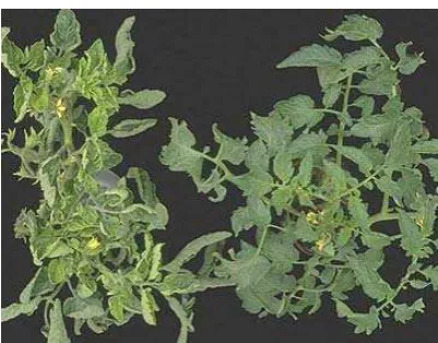 Gambar 4 Gejala penyakit pada tanaman tomat yang disebabkan oleh TYLCV (koleksi pribadi) 