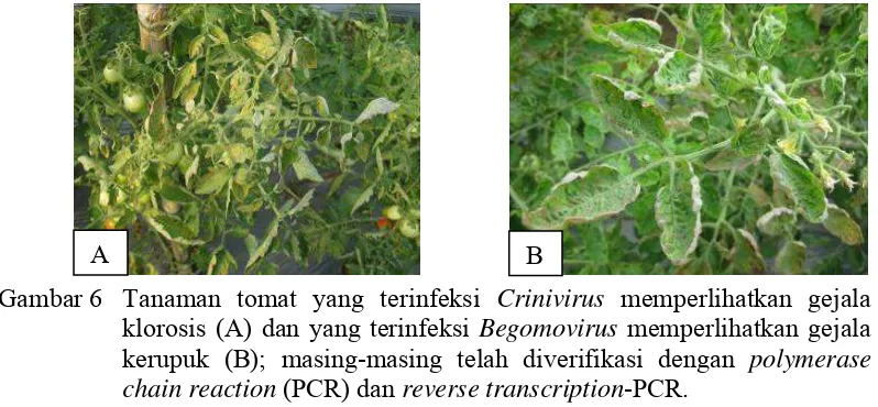 Gambar 6 Tanaman tomat yang terinfeksi Crinivirus memperlihatkan gejala 