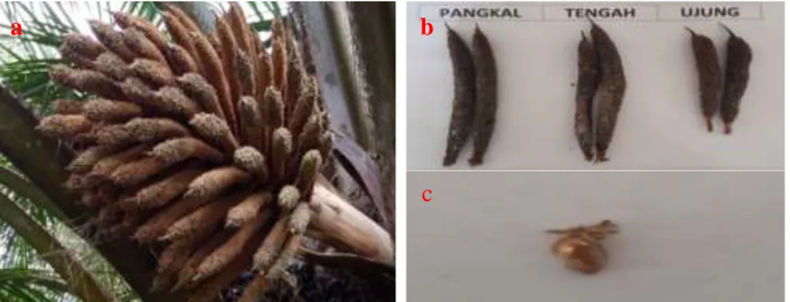 Tabel 4. Karakteristik Bunga kelapa sawit Aksesi Angola  Karakteristik 