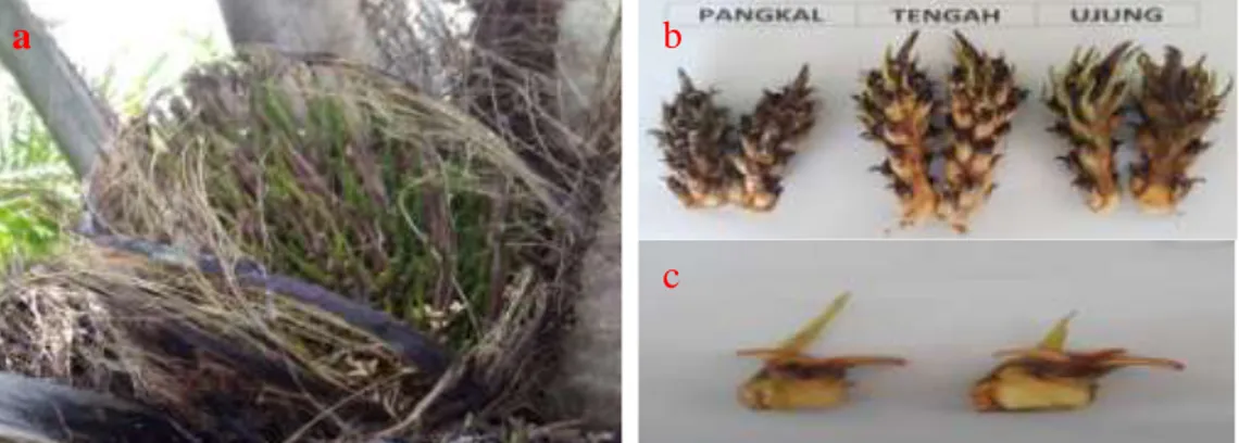 Gambar 2. Morfologi bunga  kelapa sawit Aksesi Angola (a) bunga betina, (b) spikelet  bunga, (c) kuncup bunga 