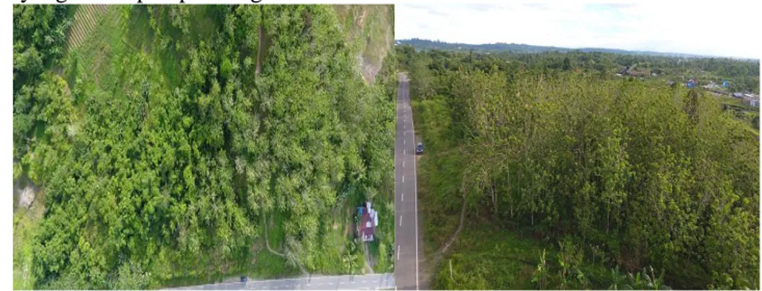 Gambar 2. Areal Penghijauan Hutan Jati Kabupaten Sorong 