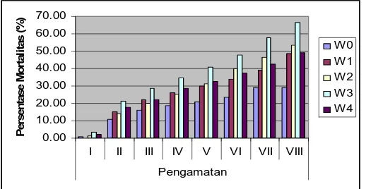 Gambar 1. Histogram pengaruh pemberian warna terhadap persentase mortalitas imago Sitophylus oryzae pada setiap waktu pengamatan