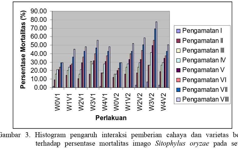 Gambar 3. Histogram pengaruh interaksi pemberian cahaya dan varietas beras  terhadap persentase mortalitas imago Sitophylus oryzae pada setiap waktu pengamatan