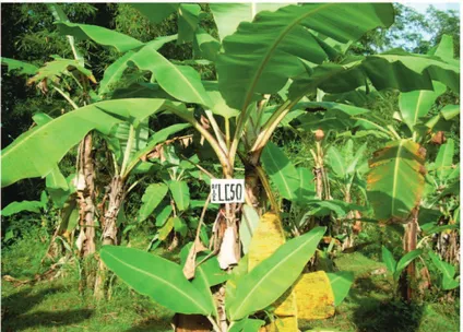 Gambar 1. Tanaman pisang hasil pengimbasan ketahanan dengan 4,66 ppm asam fusarat menunjukkan ketahanan moderat