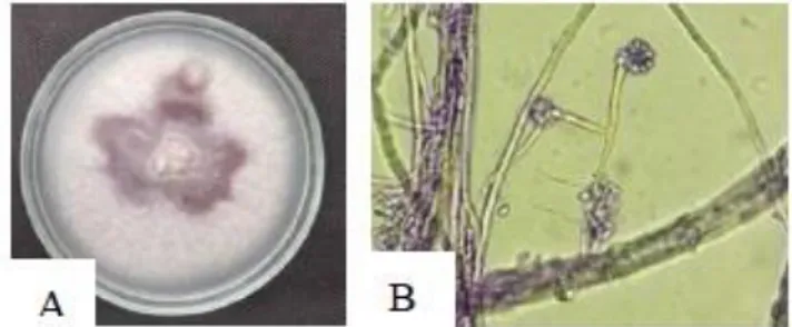 Gambar 2. F. oxysporum pada media PDA A) F. oxysporum  pada berumur 36 hari B) Mikroskopis F