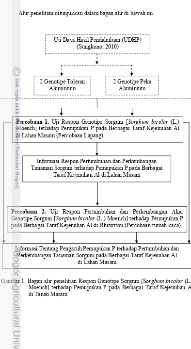 Gambar 1. Bagan alir penelitian Respon Genotipe Sorgum [Sorghum bicolor (L.) 