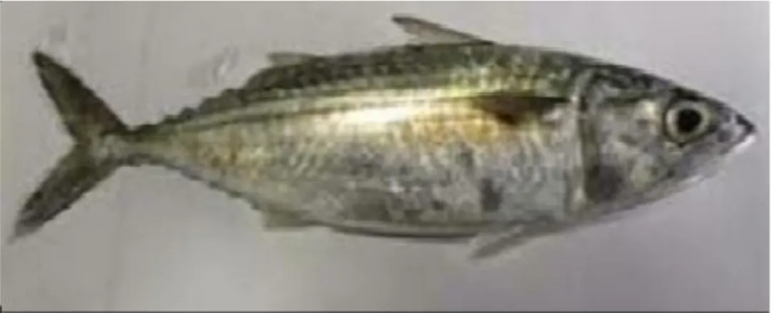 Gambar 1. Ikan Layang (Decapterus sp). 