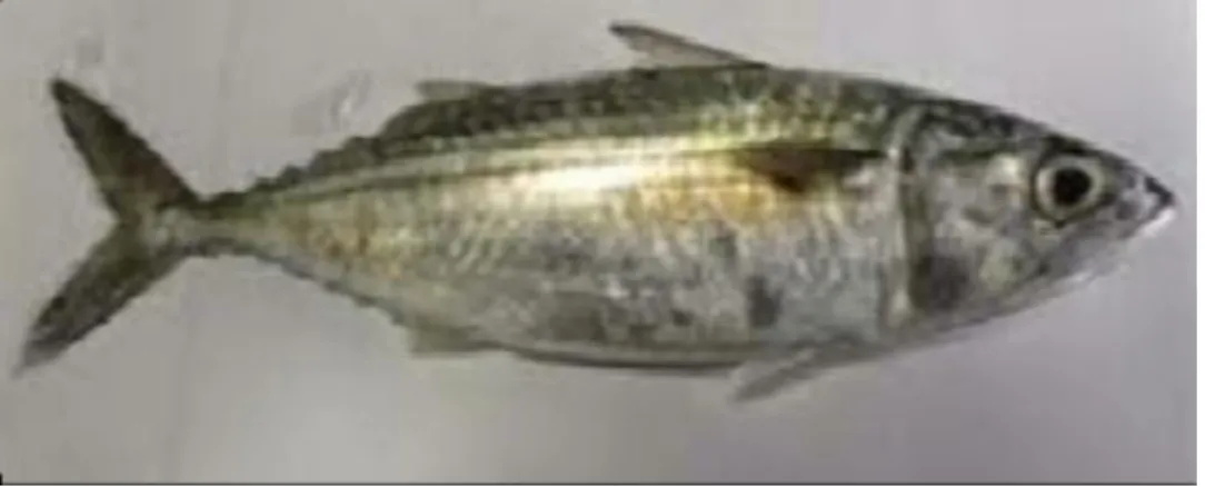 Gambar 1. Ikan Layang (Decapterus sp). 