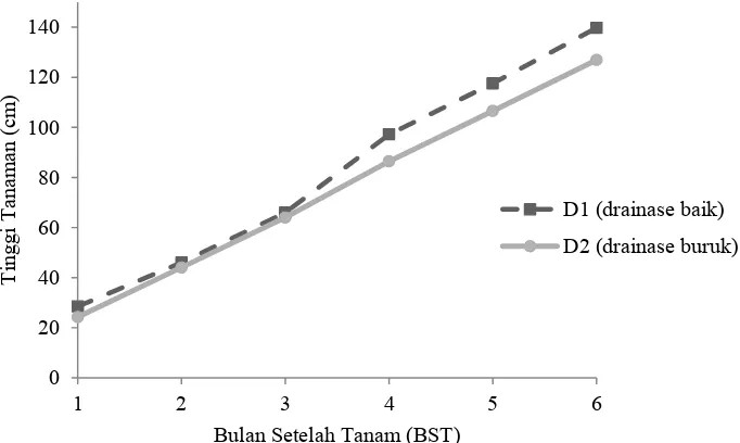 Tabel 1. Rataan tinggi tanaman Tebu (Saccharum officinarum) umur 1- 6 BST (cm) pada perlakuan drainase dan pengolahan tanah  