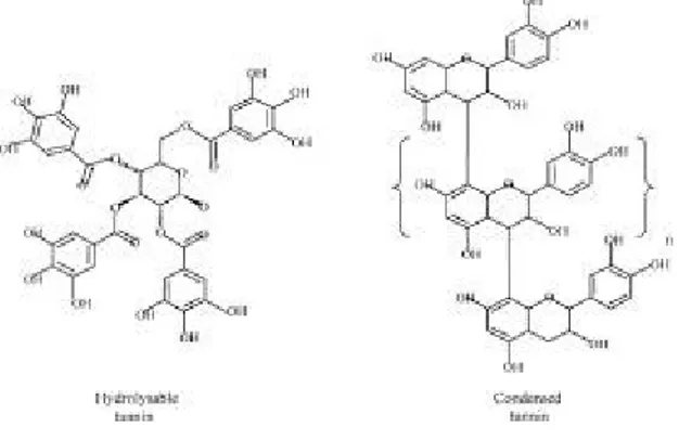 Gambar II.2 Struktur Senyawa Tanin Terhidrolisis dan Terkondensasi