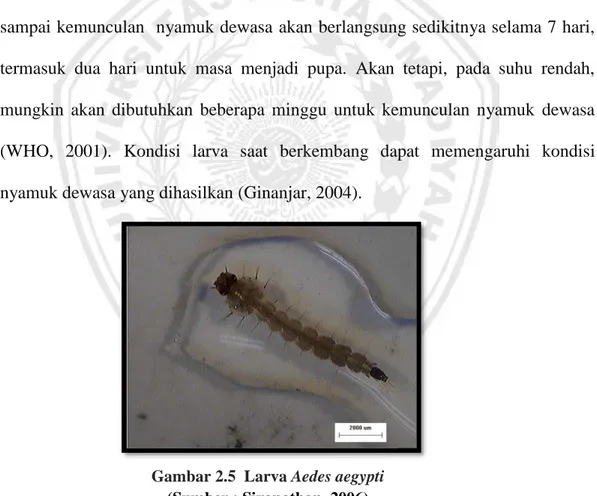 Gambar 2.5  Larva Aedes aegypti  (Sumber : Sivanathan, 2006) 