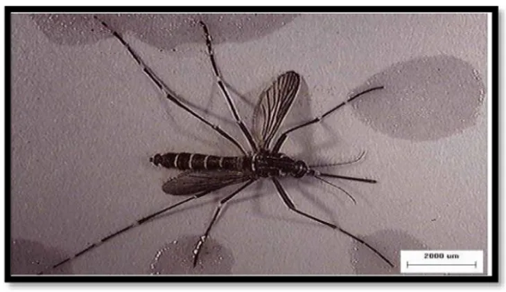 Gambar 2.7 Nyamuk  Aedes aegypti  (Sumber : Sivanathan, 2006) 