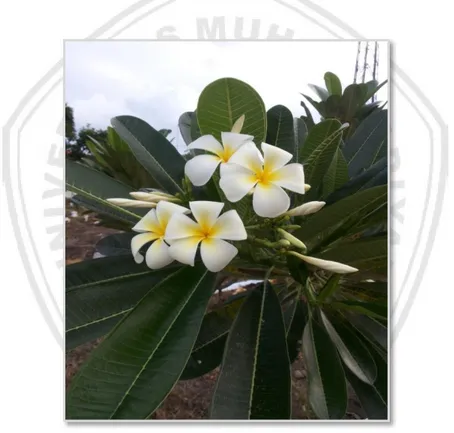 Gambar 2.1 Tanaman Kamboja Putih (Plumeria alba)  (Sumber: Maulidah, 2016) 
