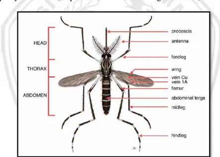 Gambar 2.2 Morfologi Aedes aegypti  (Sumber: Rueda, 2004) 