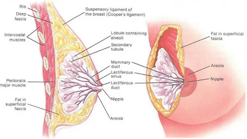 Gambar 1. Anatomi payudara  
