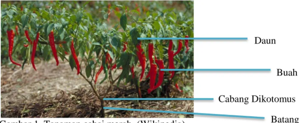 Gambar 2. Akar cabai merah   (Sedulurtani) Gambar 1. Tanaman cabai merah  (Wikipedia) 