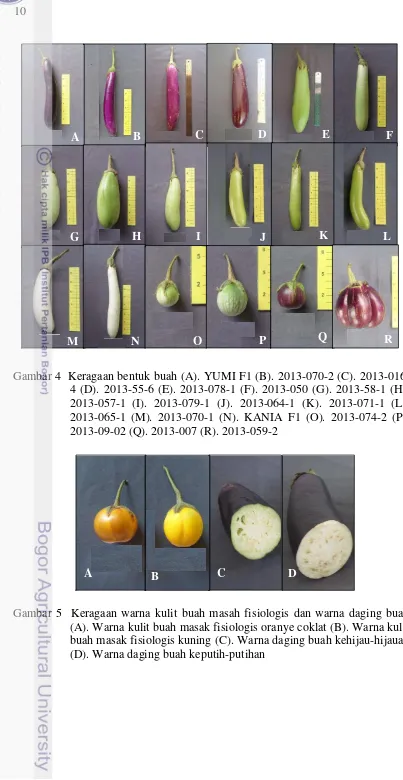Gambar 4  Keragaan bentuk buah (A). YUMI F1 (B). 2013-070-2 (C). 2013-016-