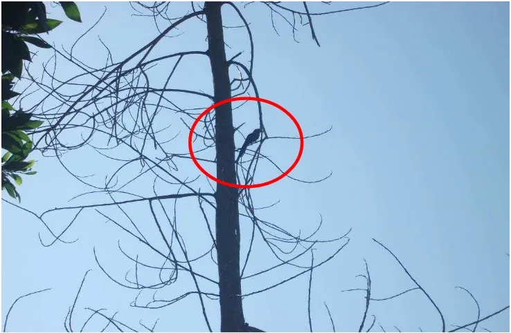 Gambar 22.   Burung Kadalan Kembang (Phaenicophaeus javanicus) sedang mencari mangsanya, bertengger di pohon Akasia mangium (Acacia mangium) di hutan produksi Desa Gunung Sangkaran, Kecamatan Blambangan Umpu, Kabupaten Way Kanan selama bulan Mei – Juni 201
