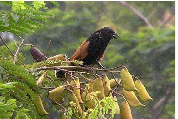 Gambar 23.   Burung Bubut Alang – alang (Centropus bengalensis) sedang bertengger di pohon petai cina (Leucaena glauca) di daerah Gedawang, Jawa Tengah tanggal 02 Desember 2010, burung ini juga ditemukan pada penelitian burung di hutan produksi Desa Gunung