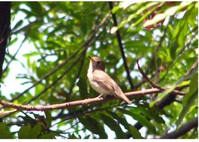 Gambar 24.   Burung Sikatan Bubik (Musciapa dauurica) di Taman Geneca, Bandung, 20 Juni 2008, burung ini juga ditemukan di hutan produksi Desa Gunung Sangkaran, Kecamatan Blambangan Umpu, Kabupaten Way Kanan selama bulan Mei – Juni 2011 ( Foto : Anonimous,