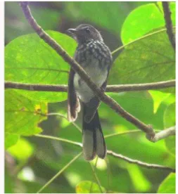 Gambar 25.   Burung Kipasan Mutiara (Rhipidura perlata) di Jambi, Sumatera, 05 Februari 2011, juga terdapat di hutan produksi Desa Gunung Sangkaran, Kecamatan Blambangan Umpu, Kabupaten Way Kanan selama bulan Mei – Juni 2011  (Foto : Fitriawan, 2011)