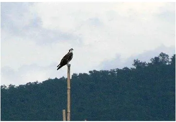 Gambar 26.  Burung Elang Tiram (Pandion haliaetus) sedang hinggap di daerah Rawa Pening, Ambarawa, Jawa Tengah tahun 2008, jenis ini terdapat pula pada penelitian di hutan produksi Desa Gunung Sangkaran, Kecamatan Blambangan Umpu, Kabupaten Way Kanan selam