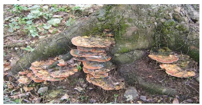 Gambar 1. Badan  buah jamur Rigidoporus microporus 