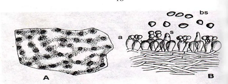 Gambar 2. Rigidoporus lignosus. A. Pori; B. basidium (a) dengan basidiospora (bs) dan sistidium (s)
