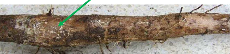 Gambar 3. Rizomorf pada permukaan akar karet yang terserang Rigidoporus microporus 