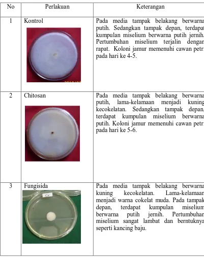 Tabel 3. Pengamatan Warna Koloni Jamur Rigidoporus microporus 