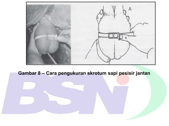 Gambar 8 – Cara pengukuran skrotum sapi pesisir jantan 